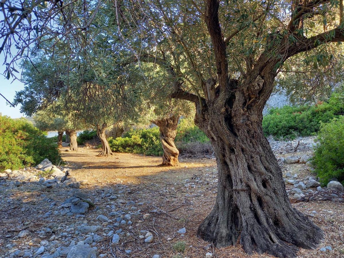 Chelidonia Villa Steni Vala Alonissos Екстериор снимка